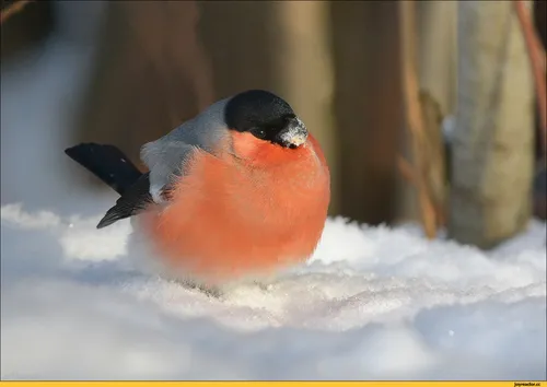 Снегирь Фото птица в снегу