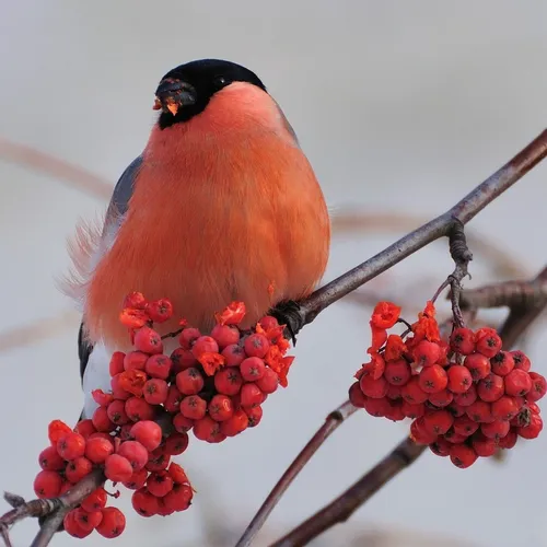 Снегирь Фото птица на ветке с ягодами