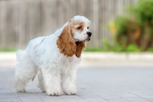 Спаниель Фото белая собака с коричневой собакой