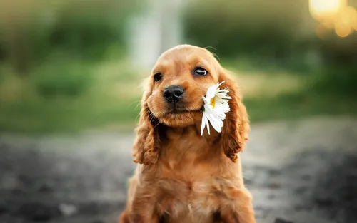 Спаниель Фото собака с цветком в шерсти