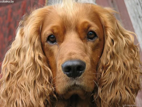 Мари Лоренсен, Спаниель Фото собака с грустным лицом