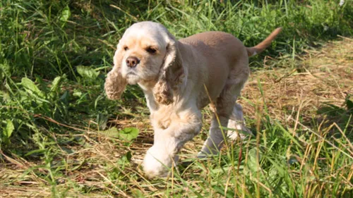 Спаниель Фото собака бежит по траве