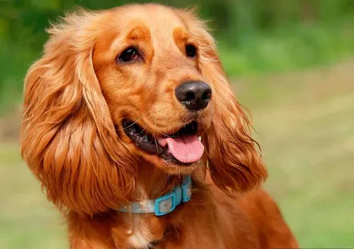 Спаниель Фото собака с высунутым языком