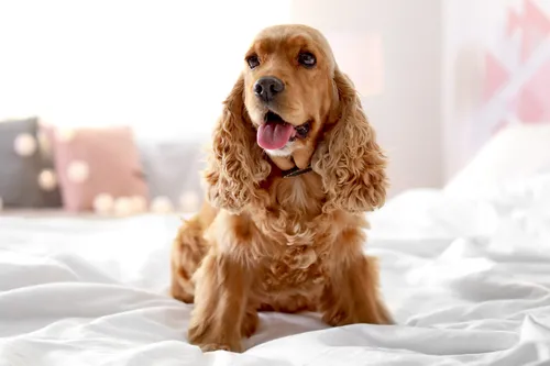 Спаниель Фото собака сидит на кровати