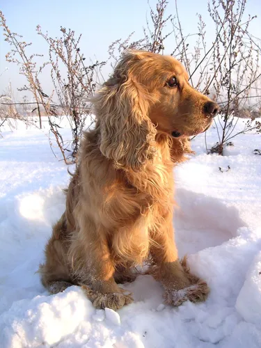Спаниель Фото собака, стоящая на снегу