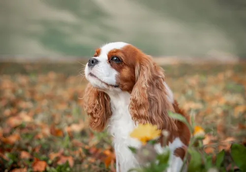 Спаниель Фото собака, стоящая в поле