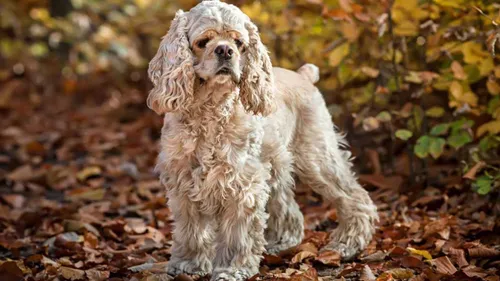 Спаниель Фото собака бежит в листьях