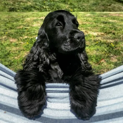 Спаниель Фото черная собака, сидящая на каменной поверхности