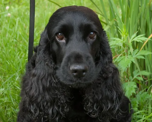 Спаниель Фото черная собака сидит в траве