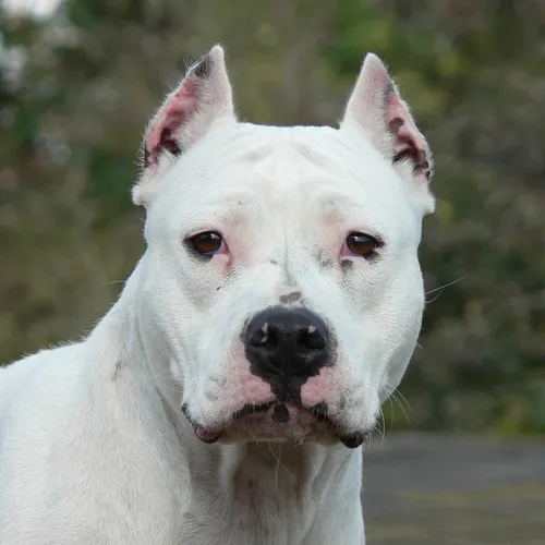 Стаффордширский Терьер Фото белая собака с коричневым носом