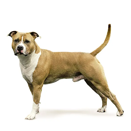 Стаффордширский Терьер Фото собака с длинным хвостом