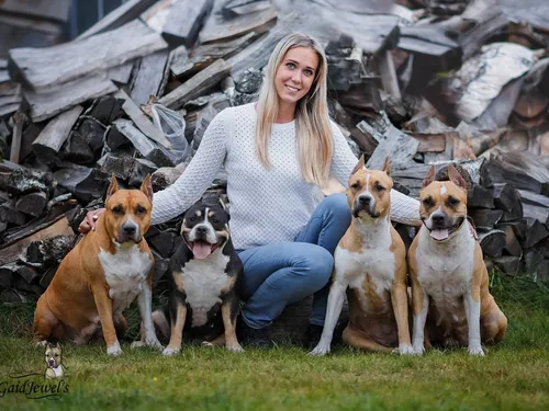 Стаффордширский Терьер Фото женщина сидит с группой собак
