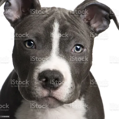 Стаффордширский Терьер Фото собака с голубыми глазами