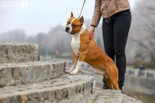 Стаффордширский Терьер Фото человек, выгуливающий собаку