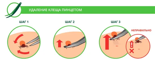 Укус Клеща Фото круговая диаграмма