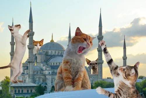 Котов Фото группа кошек перед зданием с башнями