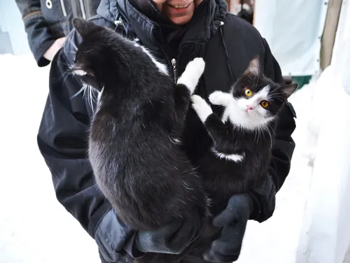 Котов Фото человек, держащий кошку