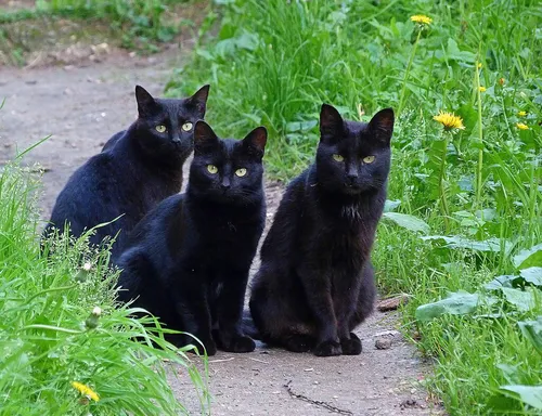 Котов Фото группа черных кошек, сидящих на скале в травянистой местности