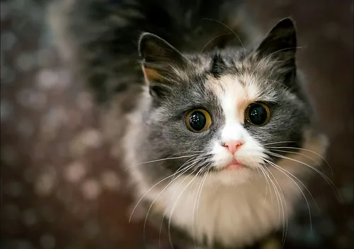 Котов Фото кошка с человеческим лицом