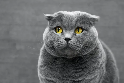 Котов Фото кошка с желтыми глазами