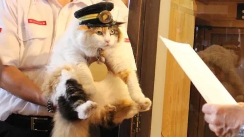 Котов Фото кот в шляпе