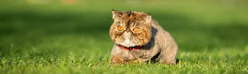 Котов Фото кошка сидит в траве