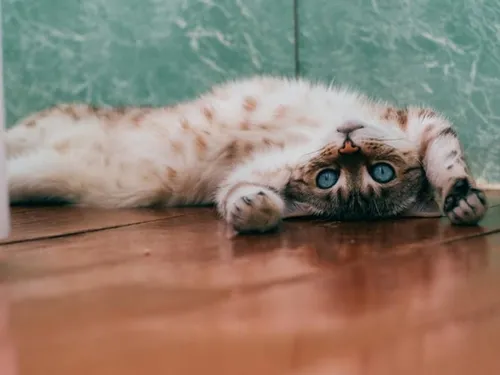 Котов Фото кошка, лежащая на полу