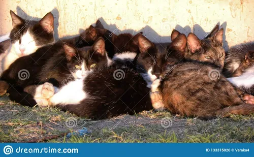 Котов Фото группа котят, лежащих на одеяле
