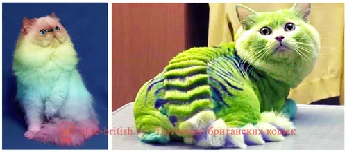 Котов Фото коллаж с изображением кота и попугая