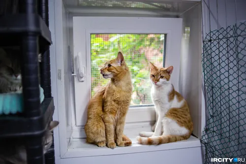 Котов Фото две кошки сидят на подоконнике