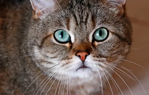 Котов Фото кошка с зелеными глазами