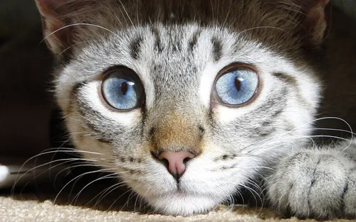 Котов Фото кот с голубыми глазами