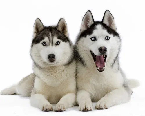 Хаски Фото пара собак, сидящих рядом друг с другом на белом фоне