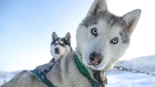 Хаски Фото собака и кошка на снегу