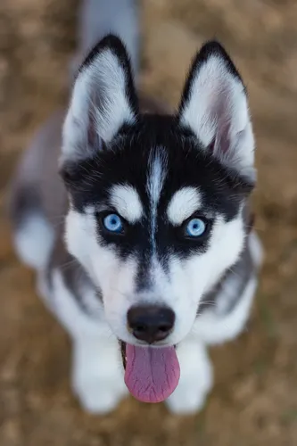 Хаски Фото собака с голубыми глазами
