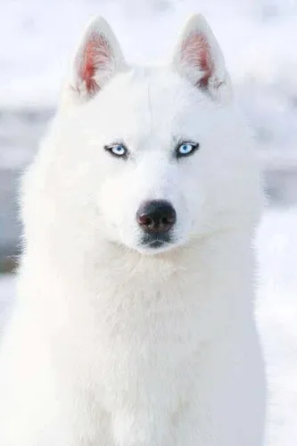 Хаски Фото белый волк с голубыми глазами