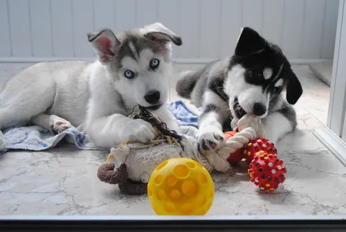 Хаски Фото группа щенков играет с игрушками