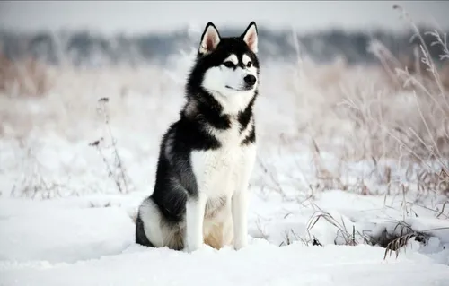 Хаски Фото черно-белая собака, стоящая на снегу