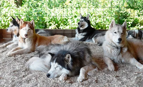 Хаски Фото группа собак, лежащих на земле