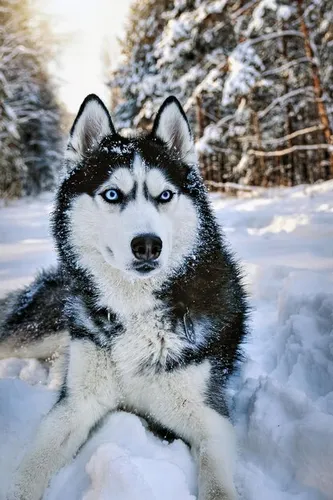 Хаски Фото черно-белая собака в снегу