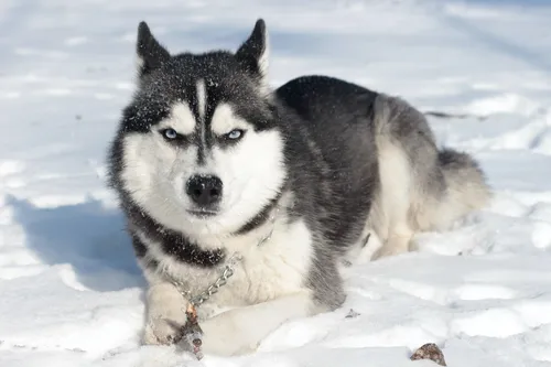 Хаски Фото собака, лежащая на снегу