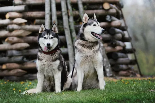 Хаски Фото две собаки сидят в траве