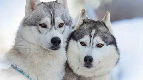 Хаски Фото пара волков в снегу