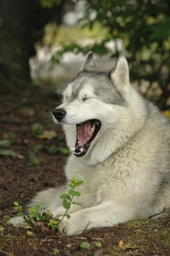 Хаски Фото волк с открытым ртом