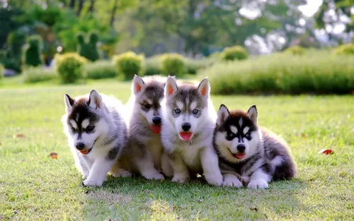 Хаски Фото группа собак бегает по траве
