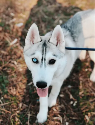 Хаски Фото белая собака с голубыми глазами