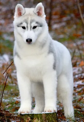 Хаски Фото бело-черная собака