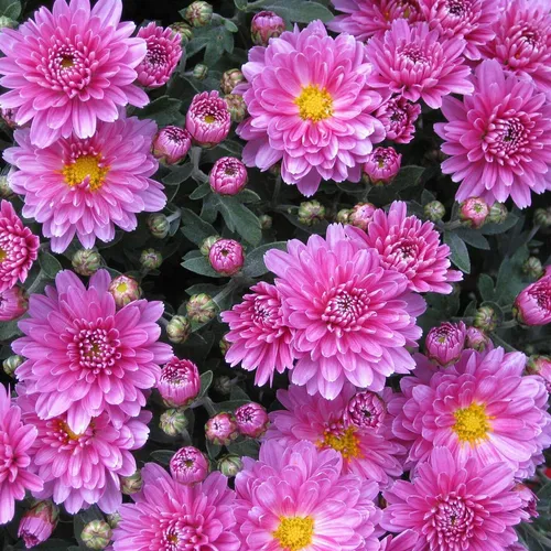 Хризантемы Фото группа розовых цветов