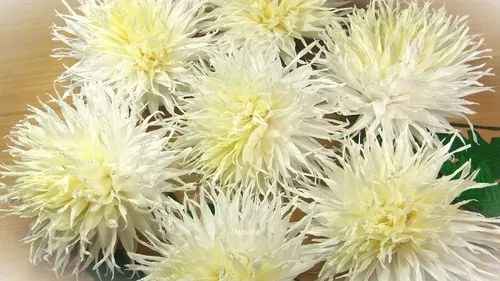 Хризантемы Фото группа белых цветов