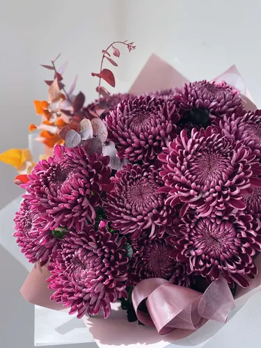 Хризантемы Фото букет фиолетовых цветов